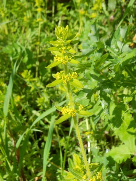 Cruciata laevipes